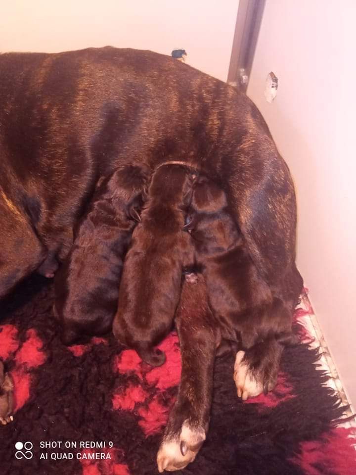 Des Larmes De Bès - Staffordshire Bull Terrier - Portée née le 24/01/2022